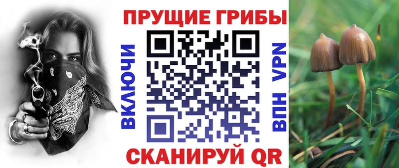 МЕГА ССЫЛКА  цены   Козловка  Галлюциногенные грибы Psilocybe 
